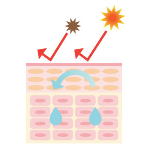 Supporting the Skin Barrier