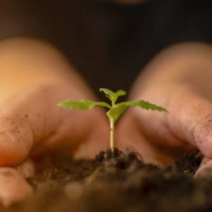 Herbal Applications for Pediatric Patients